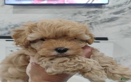 Maltipoo dogs for sale: Stacey - Image 2