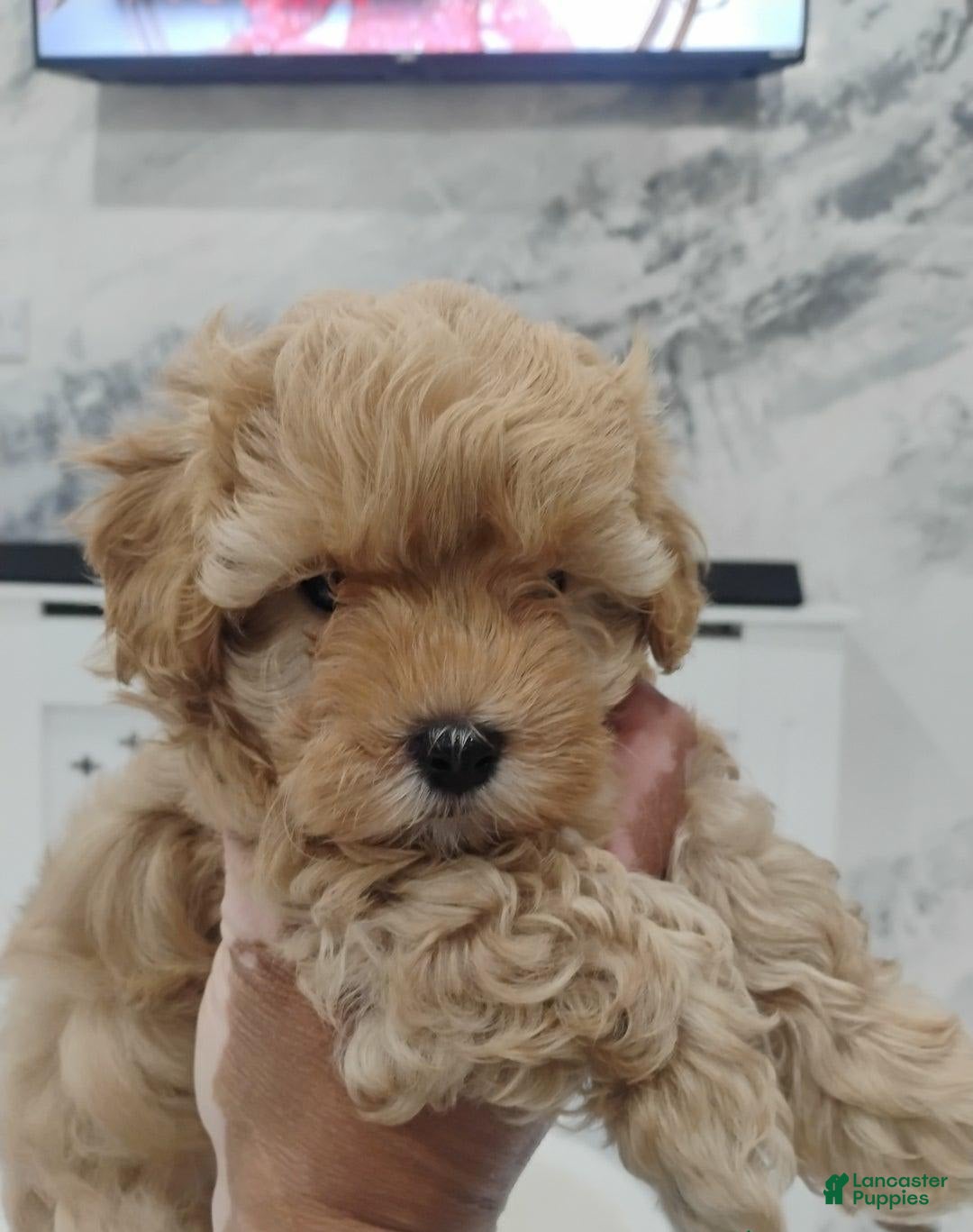 Maltipoo dogs for sale: Stacey - Image 2