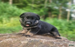 German Shepherd dogs for sale: Kai - Image 15