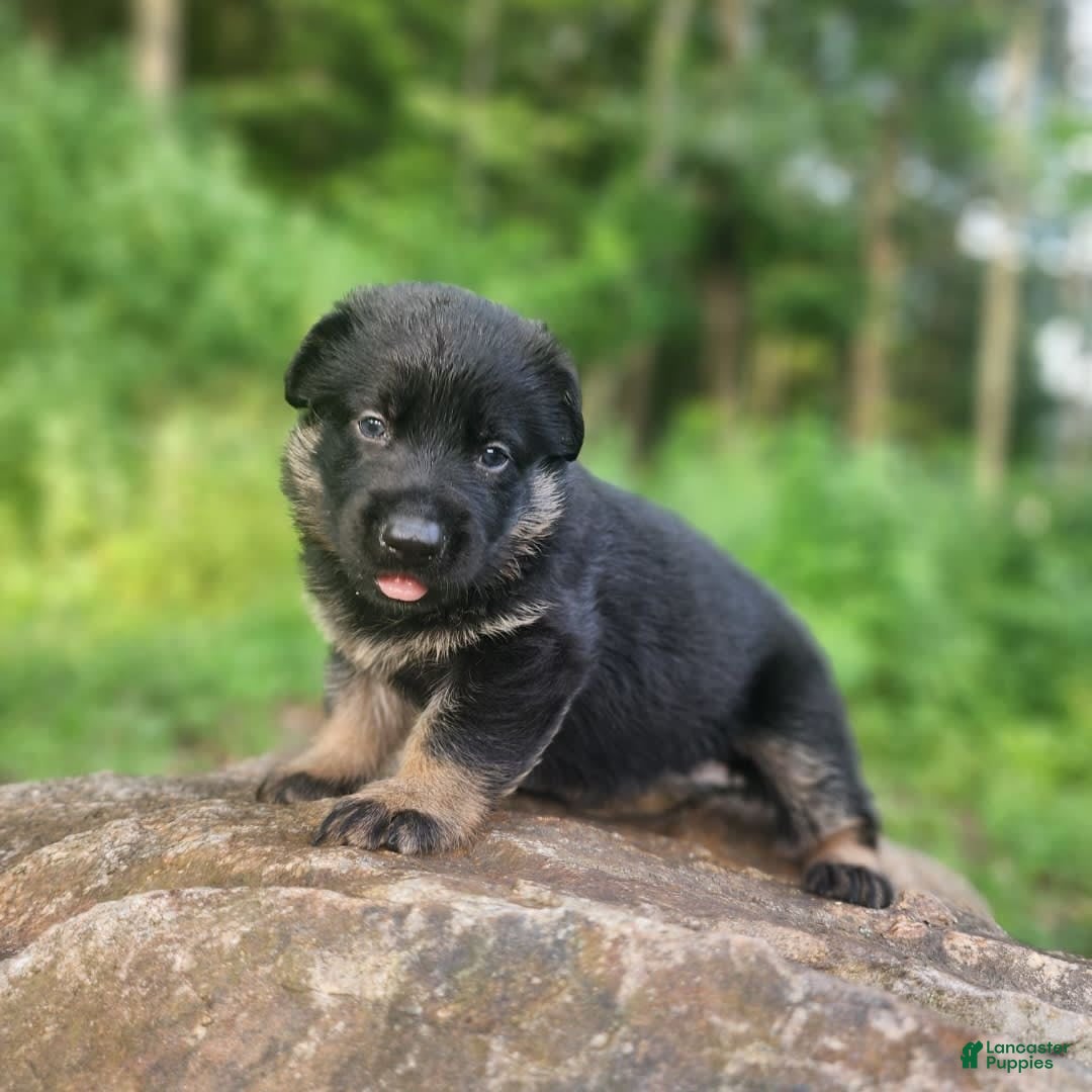 German Shepherd dogs for sale: Kai - Image 15