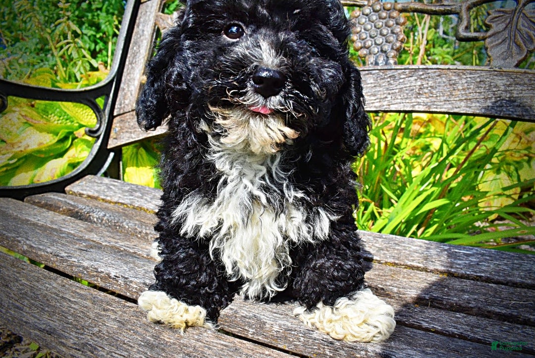 Havapoo dogs for sale: Echo - Image 14