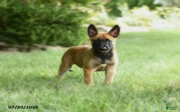 Belgian Malinois dogs for sale: Cocoa - Image 2