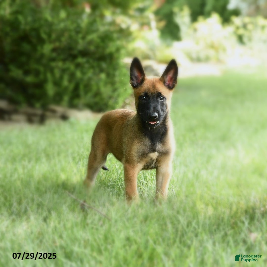 Belgian Malinois dogs for sale: Cocoa - Image 2