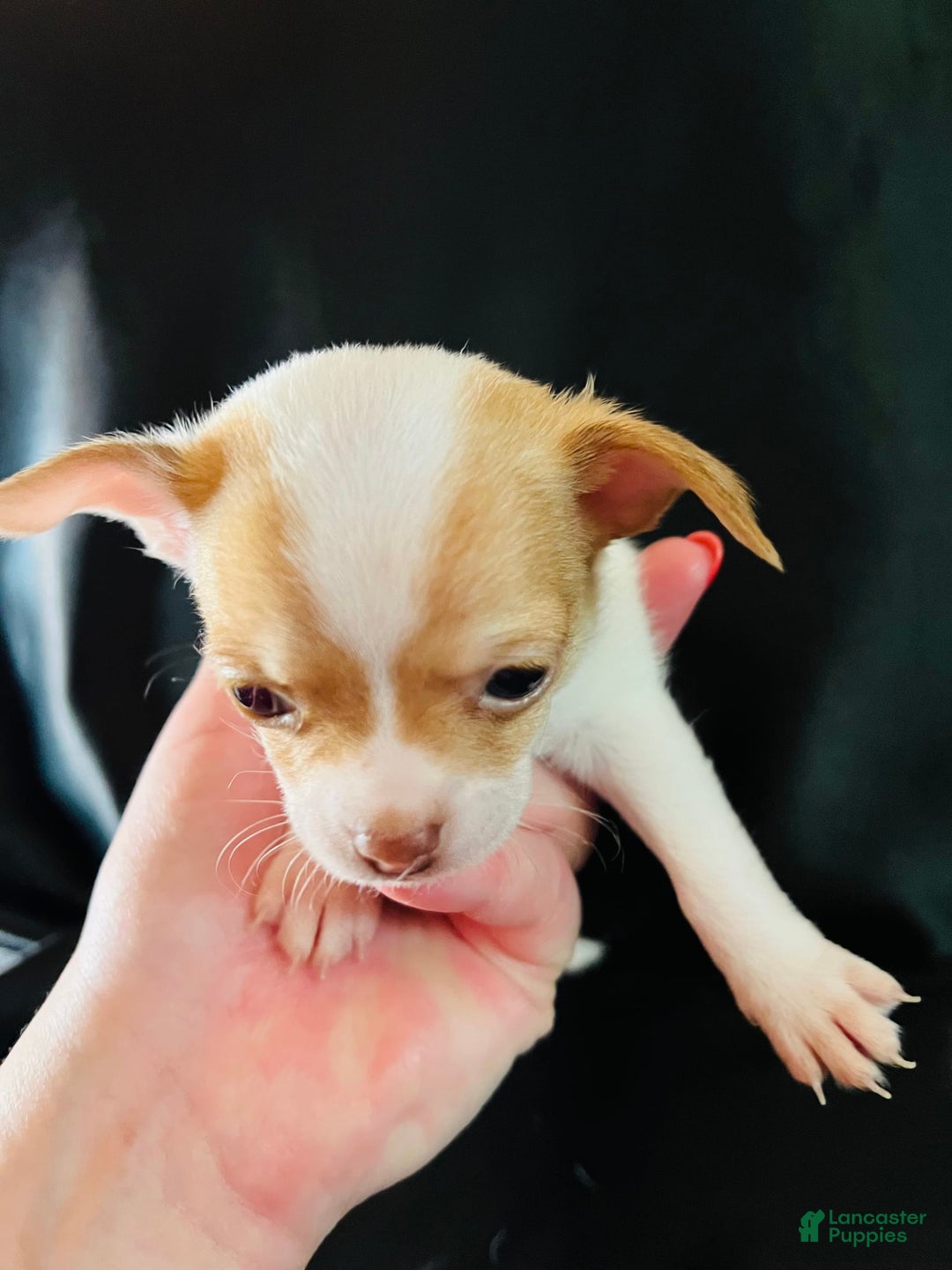 Chihuahua dogs for sale: Penelope - Blue Eyed Dual Pedigreed - Image 2