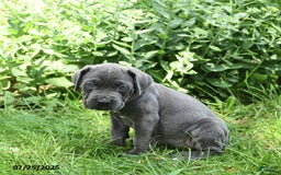Cane Corso dogs for sale: Cane Corso 8 puppies - Image 15