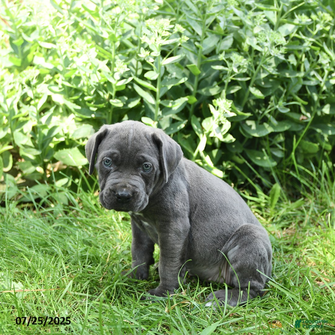 Cane Corso dogs for sale: Cane Corso 8 puppies - Image 15