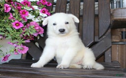 German Shepherd dogs for sale: Jasmine - Image 1