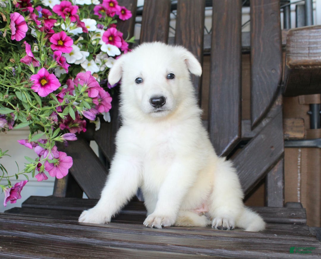 German Shepherd dogs for sale: Jasmine - Image 1