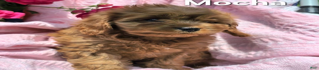 Mocha