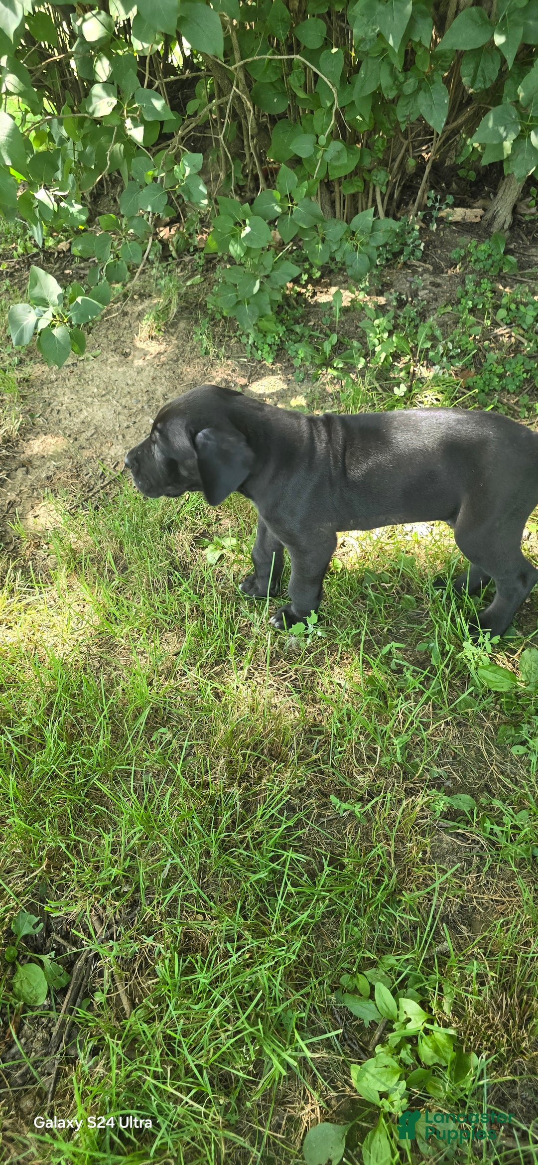 Great Dane dogs for sale: Storm - Image 27