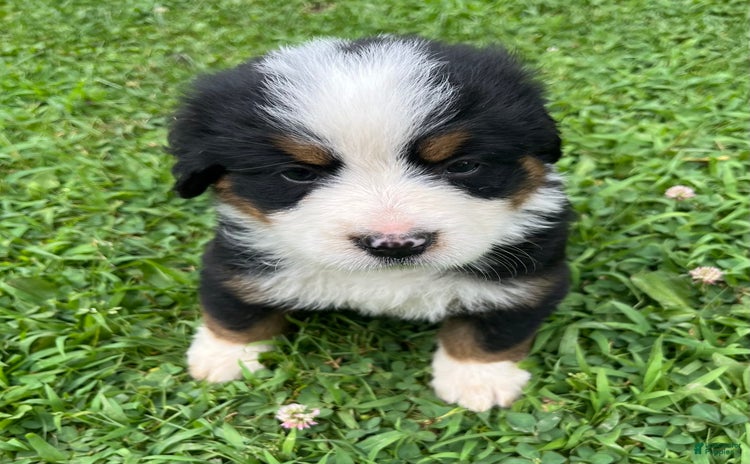 Bernese Mountain Dog dogs - Advert 10