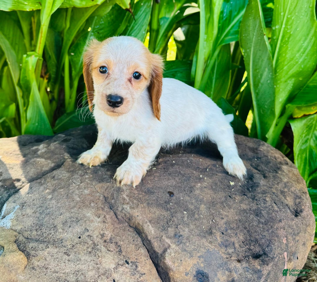 Miniature Dachshund dogs for sale: Lemon Drop - Image 7