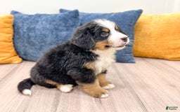 Bernese Mountain Dog dogs for sale: Chief - Image 3