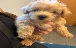 Miniature Poodle dogs for sale: Moto Moto - Image 3