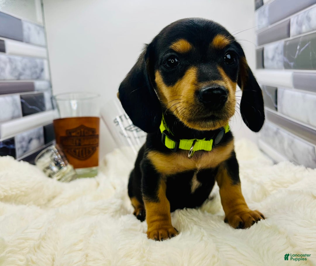 Miniature Dachshund dogs for sale: James - Image 6
