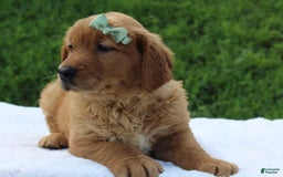 Golden Retriever dogs for sale: Amber - Image 8