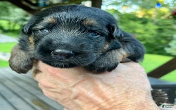German Shepherd dogs for sale: Boy - Image 8