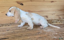 Basset Hound dogs for sale: Bonnie - Image 3
