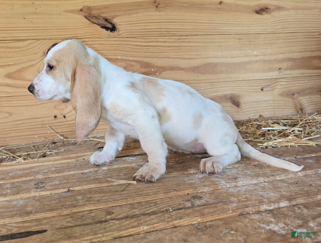 Basset Hound dogs for sale: Bonnie - Image 3