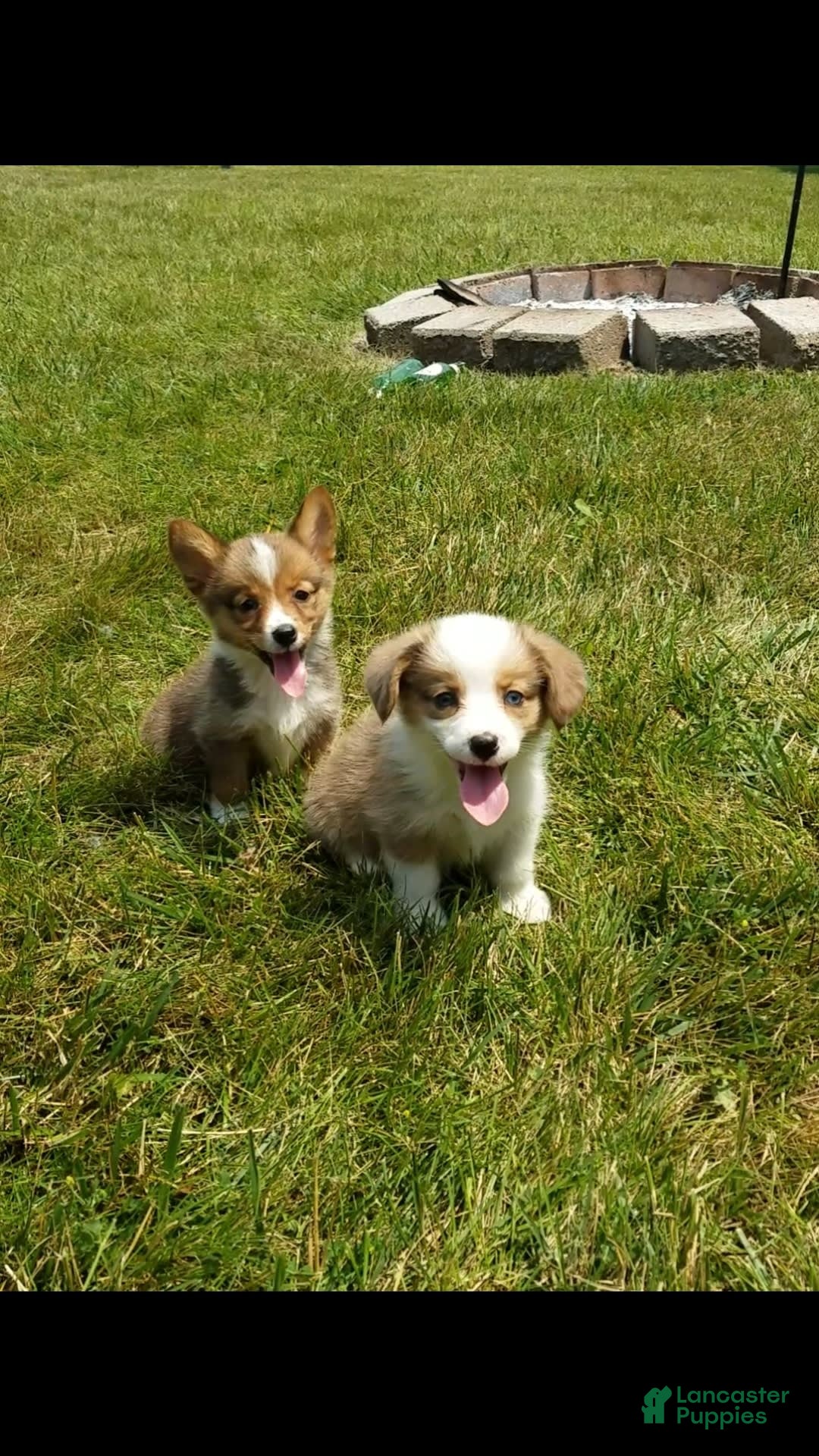 Welsh Corgi Pembroke dogs for sale: Molly - Image 5