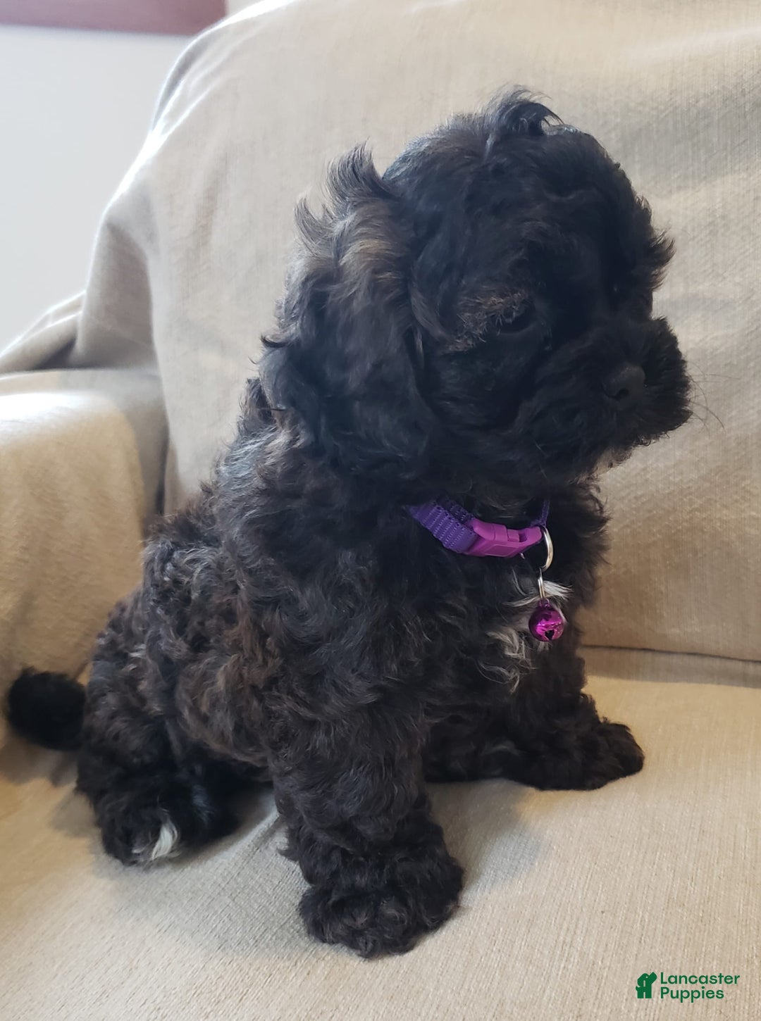 Shihpoo dogs for sale: Elsa - Image 1