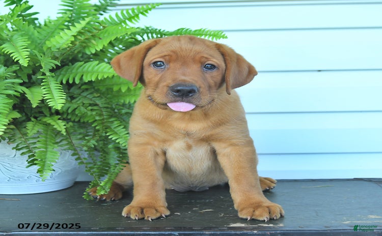 Labrador Retriever dogs for sale - Ad 4