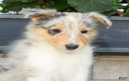 Collie dogs for sale: Pewter - Image 8
