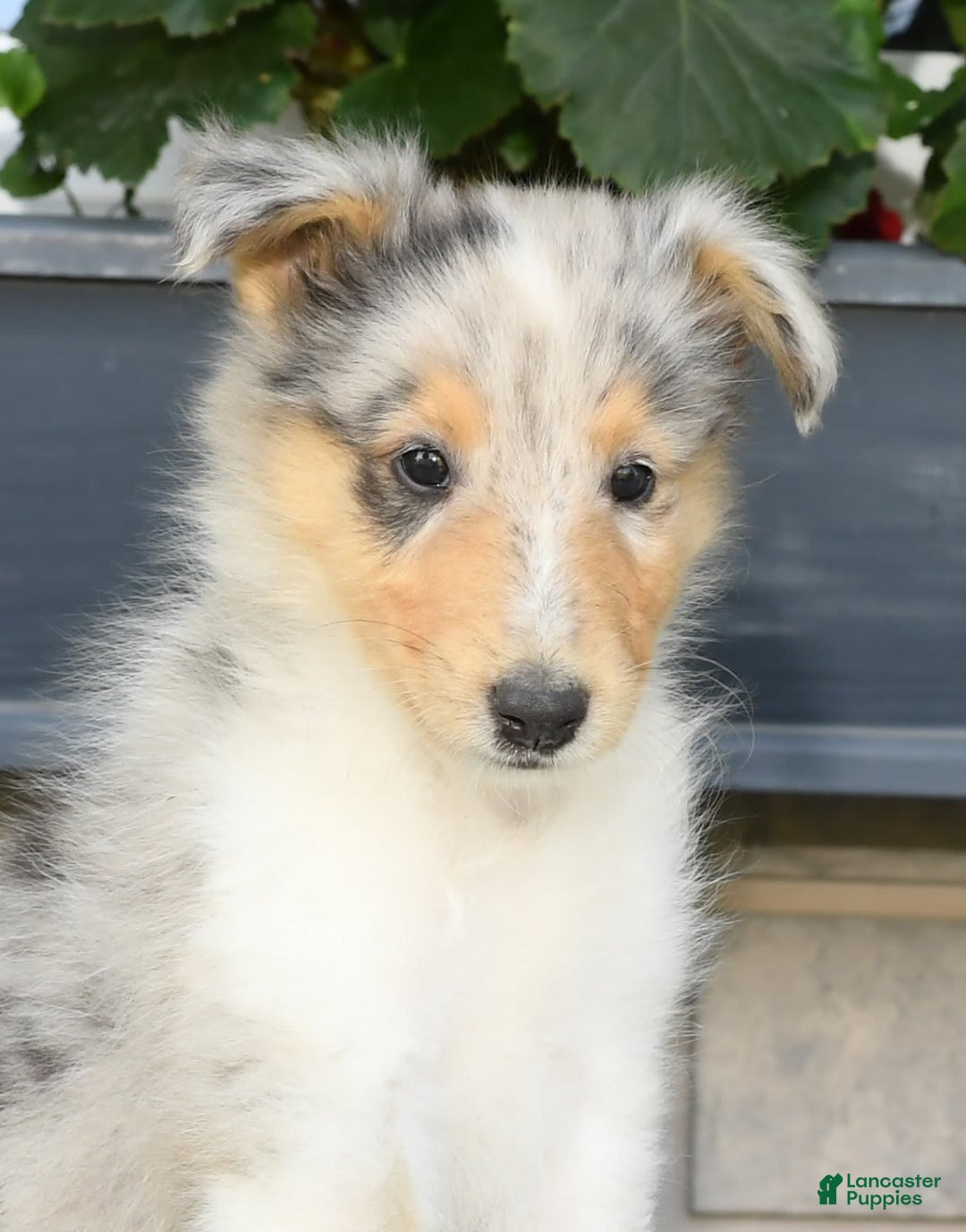 Collie dogs for sale: Pewter - Image 8