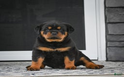 Rottweiler dogs for sale: Clair Bear - Image 21