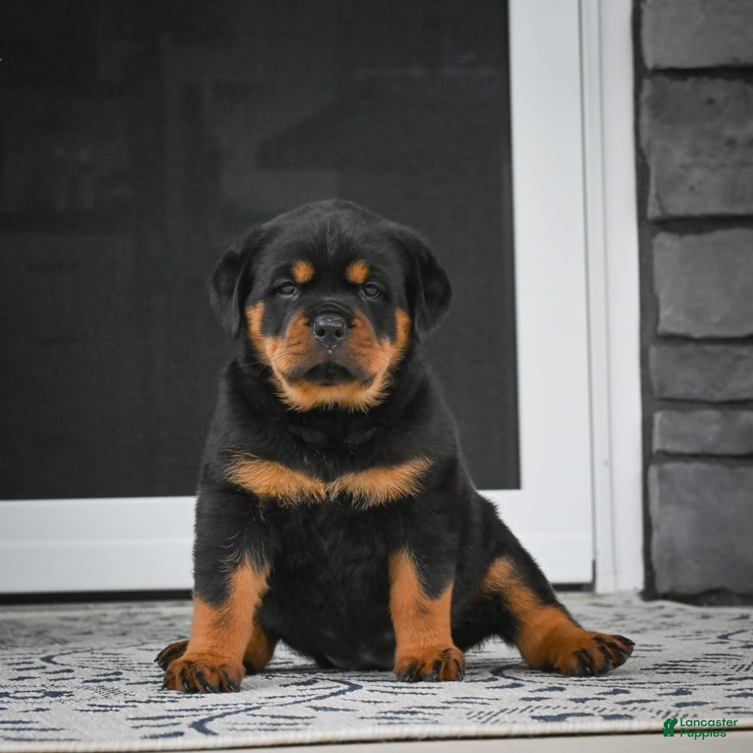 Rottweiler dogs for sale: Clair Bear - Image 21