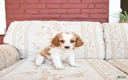 Cockapoo dogs for sale: Kermit - Image 8