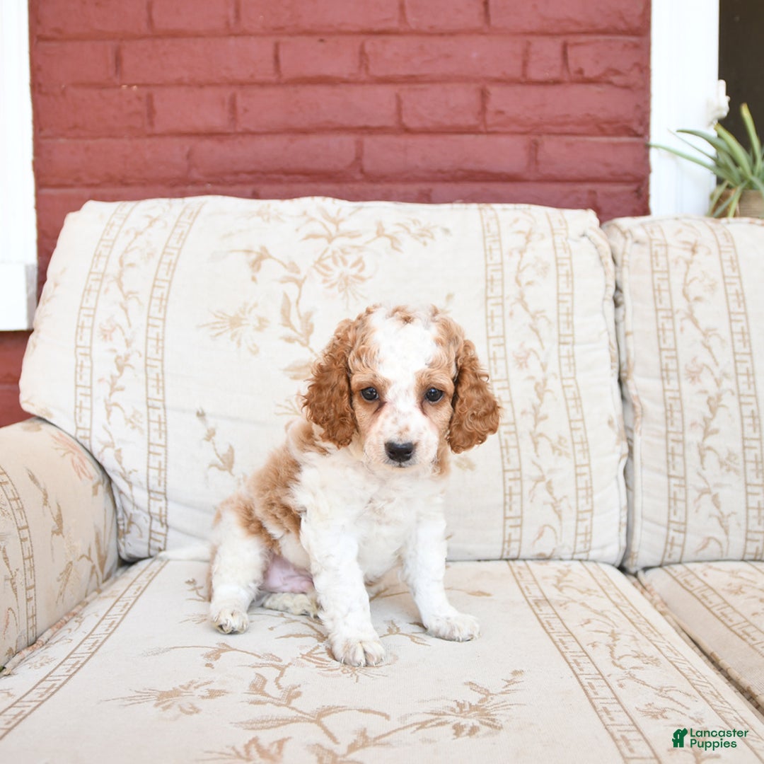 Cockapoo dogs for sale: Kermit - Image 8