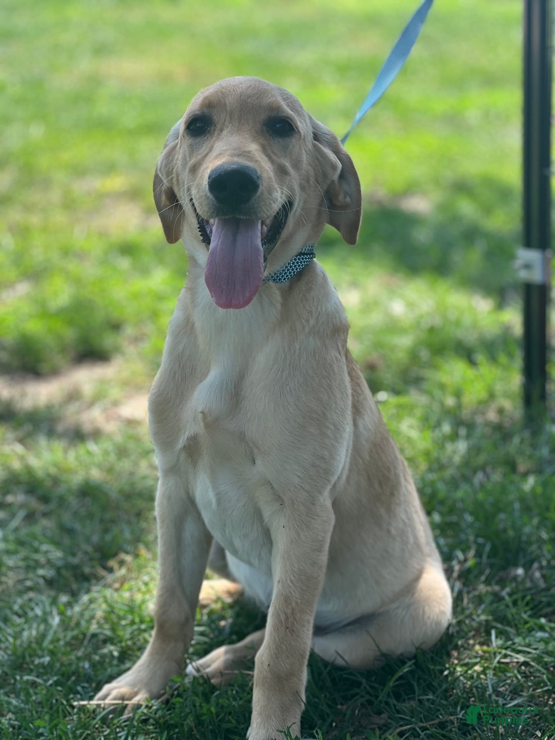 Goldador dogs for sale: River - Image 3