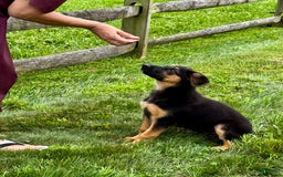 German Shepherd dogs for sale: Drama Girl - Image 19