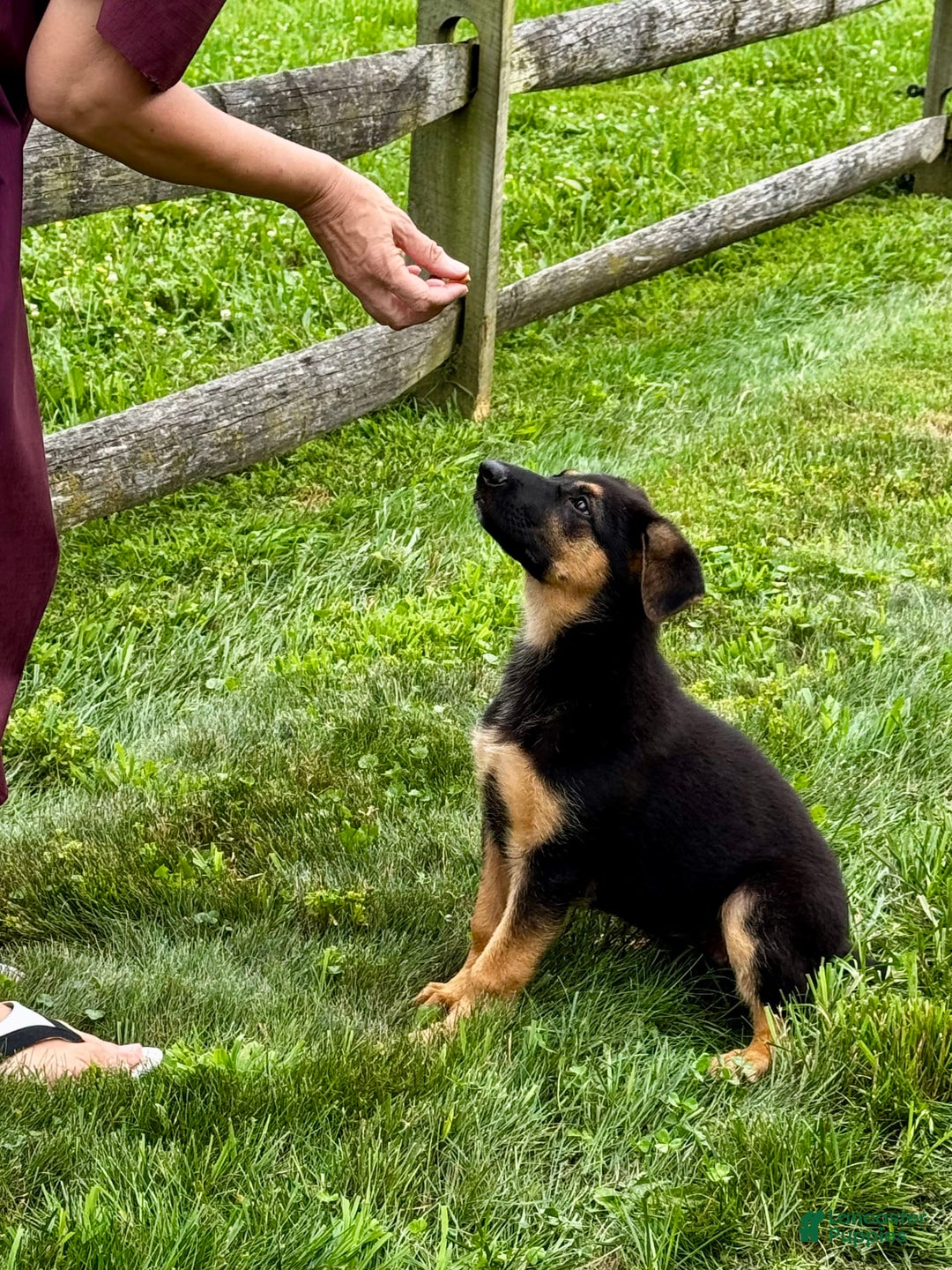 German Shepherd dogs for sale: Drama Girl - Image 19