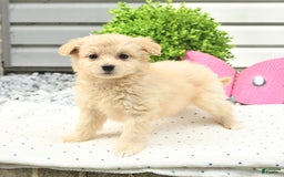 Pomeranian dogs for sale: Pomeranian 9 puppies - Image 24