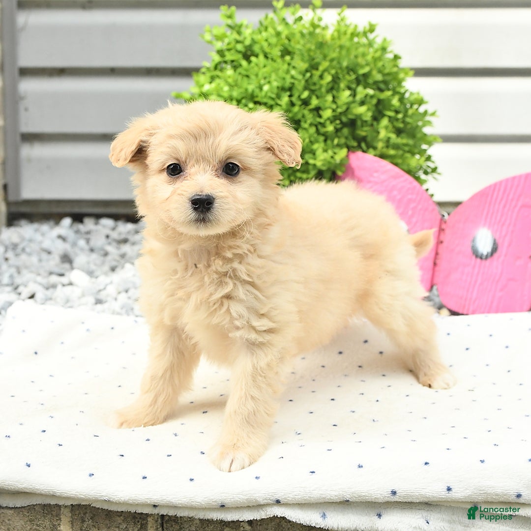 Pomeranian dogs for sale: Pomeranian 9 puppies - Image 24