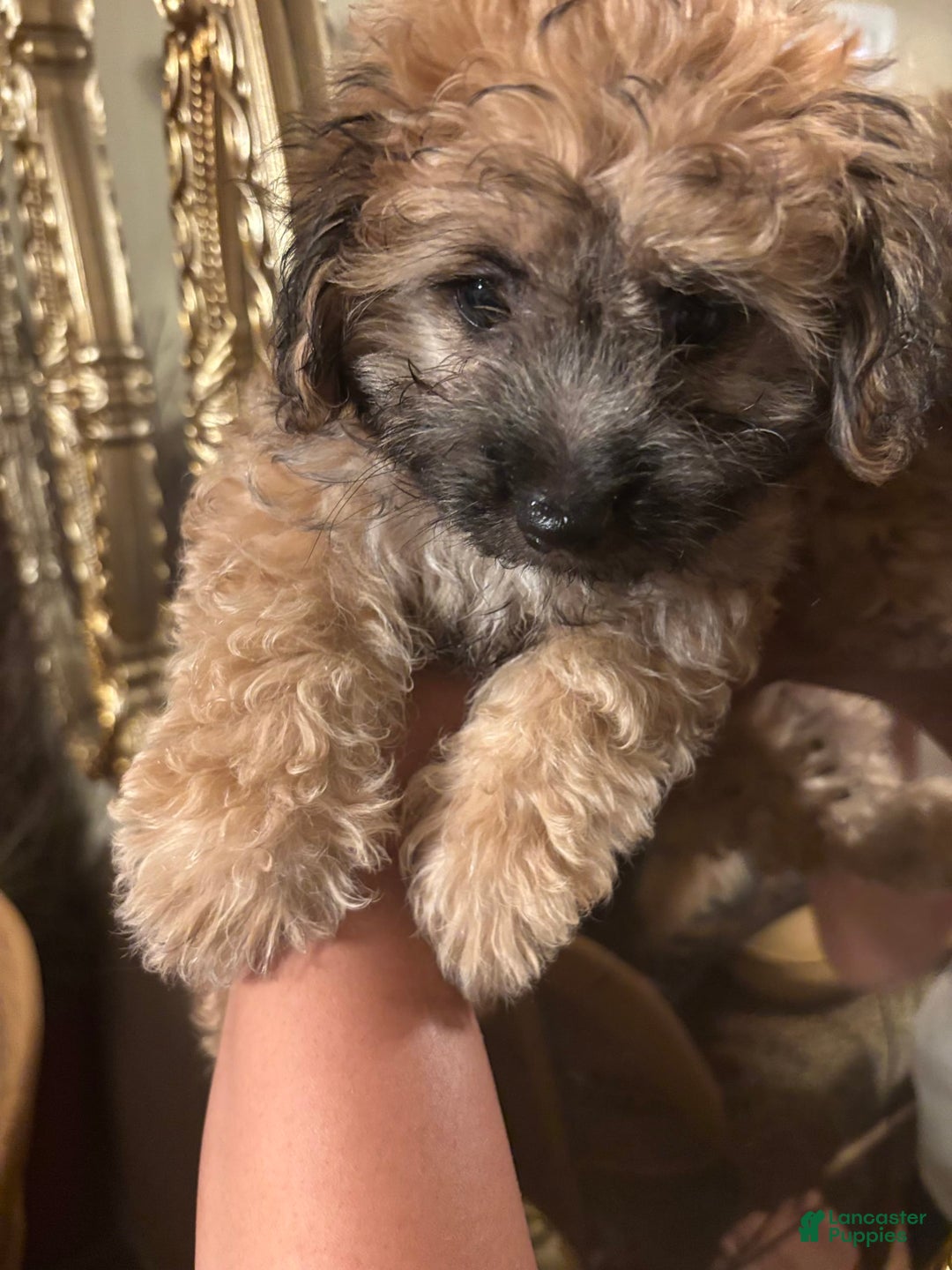 Malshi dogs for sale: Rafael - Image 2