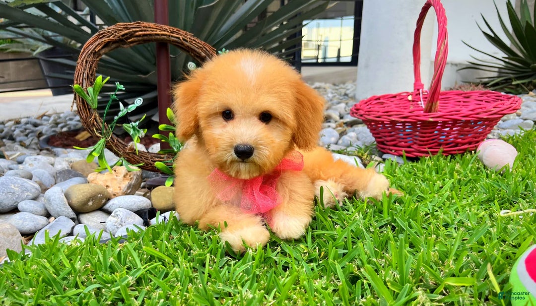 Maltipoo dogs for sale: Belle - Image 1