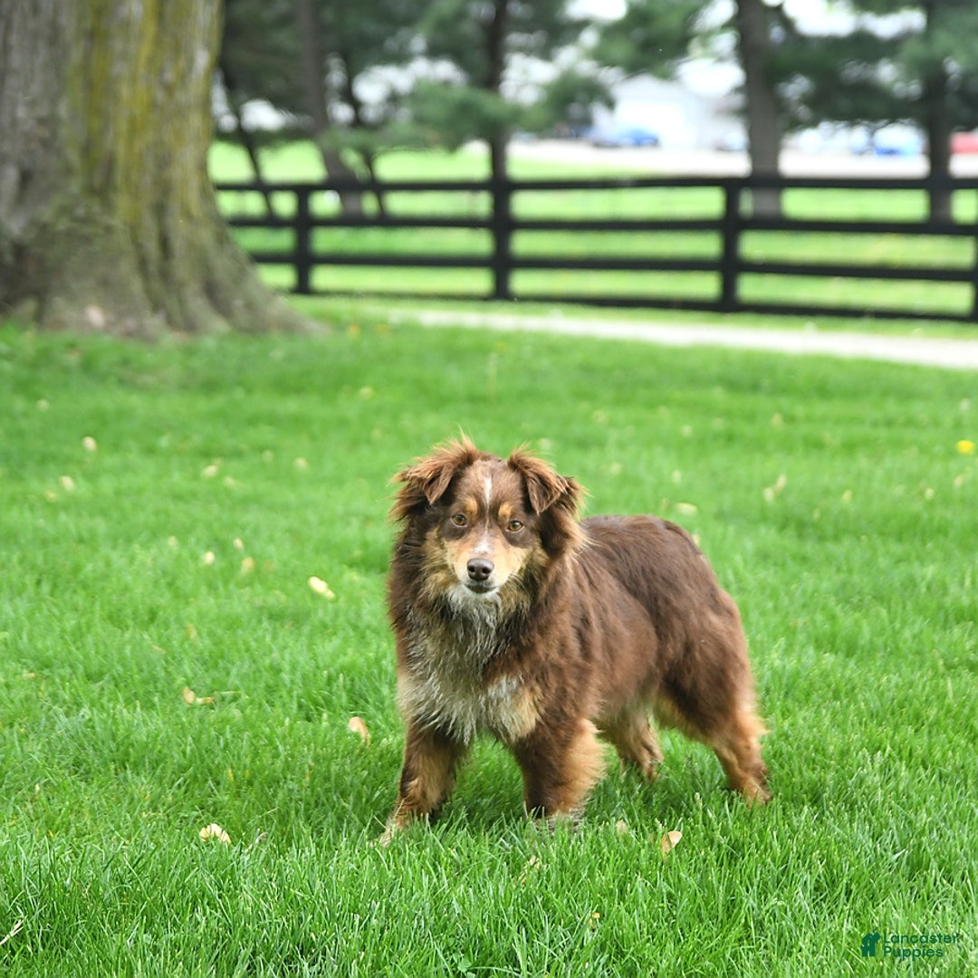 Mini Aussiedoodle dogs for sale: Atlas - Image 18