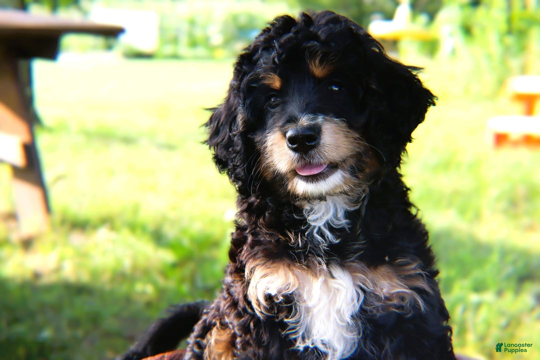 Mini Bernedoodle dogs for sale: Jasper - Image 9