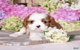 Cavalier King Charles Spaniel dogs for sale: Venus - Image 3