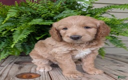 Goldendoodle dogs for sale: Lolly - Image 17