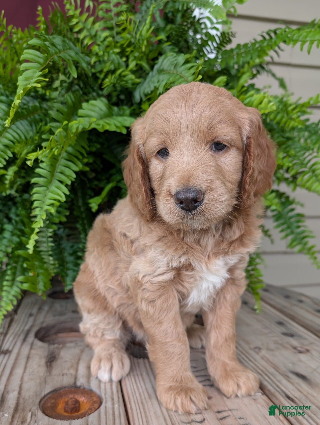 Goldendoodle dogs for sale: Lolly - Image 17