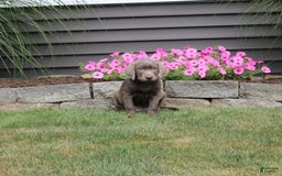 Labrador Retriever dogs for sale: Ian - Image 1
