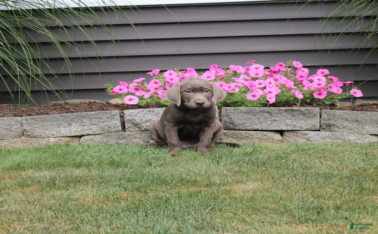 Labrador Retriever dogs for sale - Ad 2