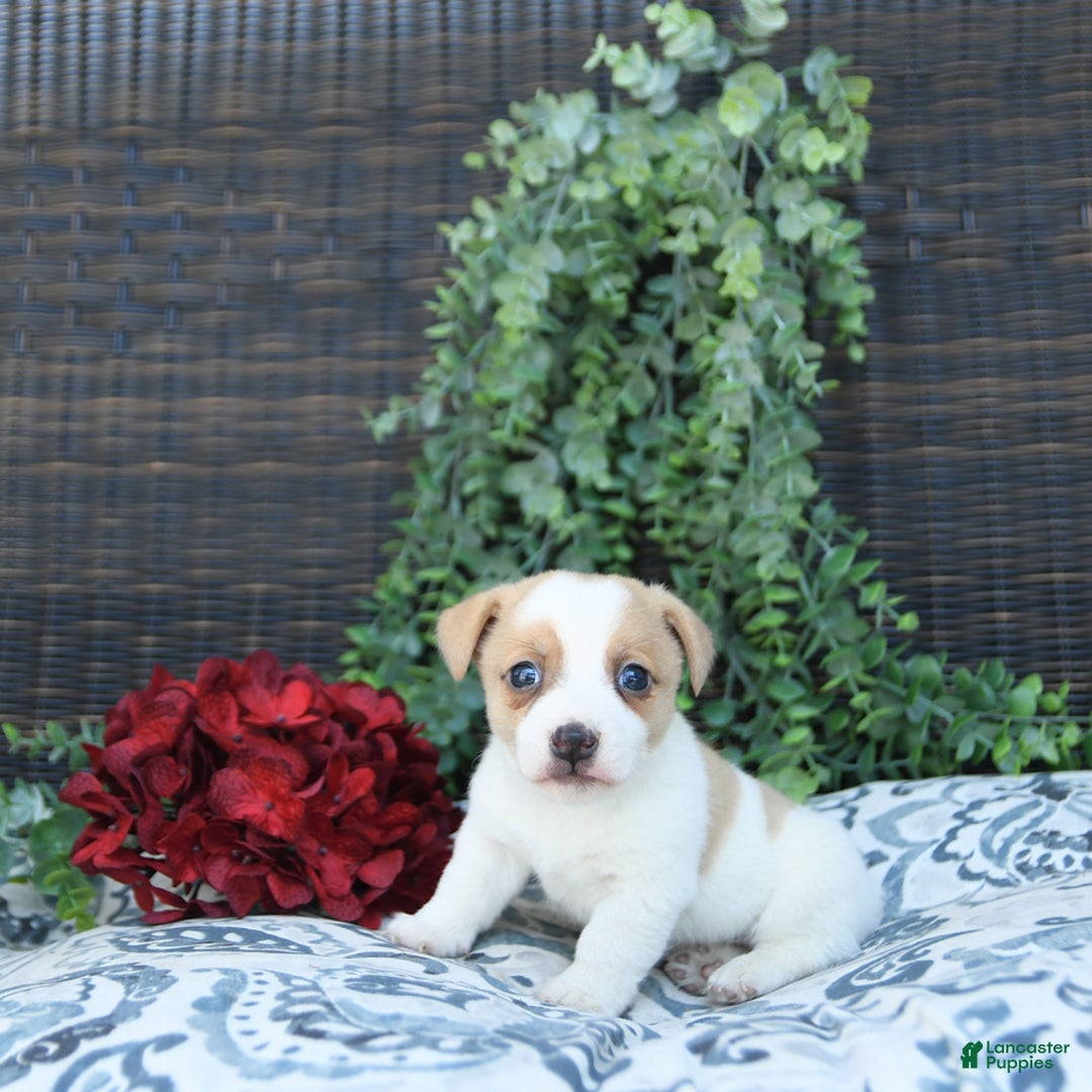 Jack Russell Terrier dogs for sale: Ranger - Image 5