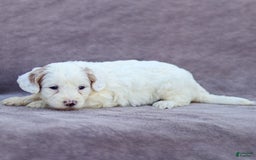 Goldendoodle dogs for sale: Odessa - Image 2