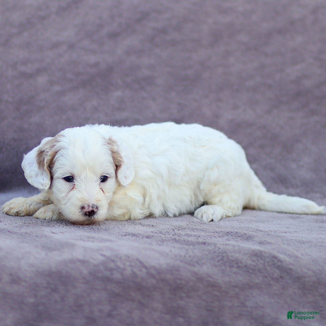 Goldendoodle dogs for sale: Odessa - Image 2