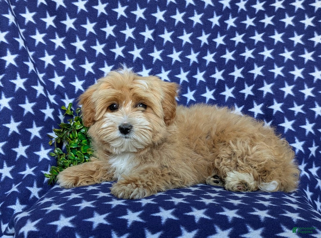 Maltipoo dogs for sale: Stratford - Image 2